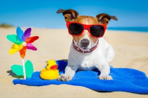 dog-summer-contest-Vita-Bone